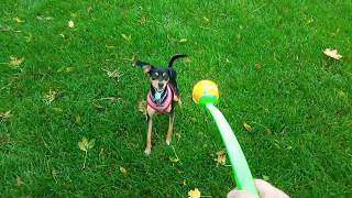 Review of ChuckIt Sport 14 Small Ball Launcher Throw Toy [upl. by Cort]