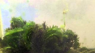 Beginner aquarium plants Elodea Anacharis Species Sunday [upl. by Siobhan547]