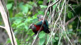 Crimsonbellied Parakeet copulating [upl. by Meikah]