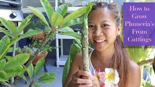 How to Grow PLUMERIAS from cuttings 🌺🌸  A girl with a garden [upl. by Romelle159]