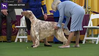 Setters English  Breed Judging 2020 [upl. by Domingo]