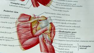 Suprascapular Nerve [upl. by Hannahc]