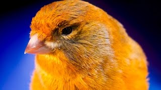 CANARY SINGING BEST VIDEO TO TRAINING CANARIES [upl. by Oznecniv]