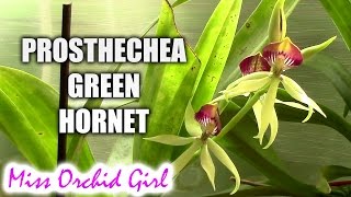 Prosthechea Green Hornet  an upside down orchid [upl. by Pressman]