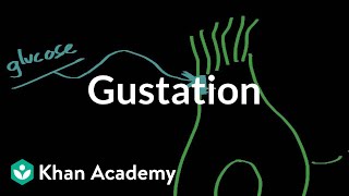 Gustation  structure and function  Processing the Environment  MCAT  Khan Academy [upl. by Onida]