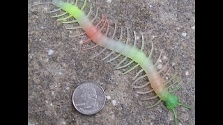 TOP 10 colorful centipedes [upl. by Ikey]