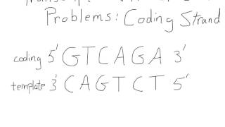 Transcription and Translation For A Coding Strand [upl. by Euphemie313]