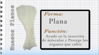 02 Osteologia parte 1 Anatomía Veterinaria CURSO RAPIDO [upl. by Annodam408]