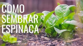 COMO SEMBRAR ESPINACAS 2022cultivar espinacas plantar espinacas [upl. by Lothaire]