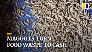 Maggots convert food waste to gold at Singapore insect farm [upl. by Frentz]