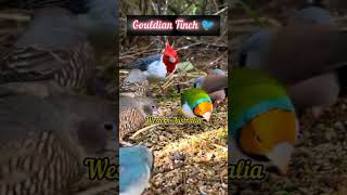 Gouldian Finch Gouldian Finch facts in hindi gouldianfinch birdslover [upl. by Burgener]