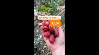 How to grow Oca or New Zealand Yams 🌱 Oxalis tuberosa [upl. by Arraeit890]