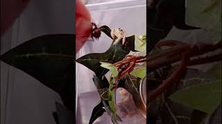 Jumping spider vs fly hand feeding Heavy jumping spider Hyllus diardi [upl. by Mitran]