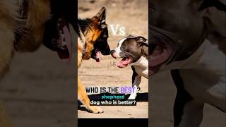 PITBULL DOG vs GERMAN SHEPHERD DOG who is bestter germanshepherd pitbull pitbullvsshepherd [upl. by Oilisab]