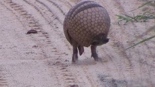 Tatu virando bola Armadillo rolls into a ball  In the wild Brazil [upl. by Annmaria]