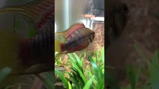 Apistogramma hongsloi aquaristik aquarium aquascape [upl. by Barvick]