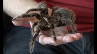 Handling a giant birdeating tarantula [upl. by Paton940]