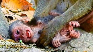 Million Sad But Million Lucky New Born Baby Monkey Just Fell Down From Tree This Morning Survived [upl. by Alleciram]