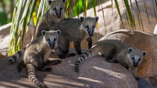 Cute Coati Siblings Explore New Habitat [upl. by Nanek67]