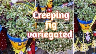 Ficus pumila variegated  Creeping fig variegated  How to grow amp care Variegated creeping fig [upl. by Monti]