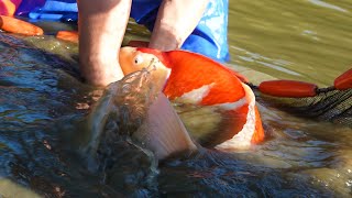 DAINICHI SANSAI HARVEST BIG FISH [upl. by Holtz599]