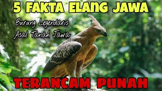 ELANG JAWA TERANCAM PUNAH [upl. by Edeline]