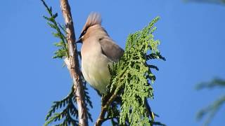 Cedar waxwings calling [upl. by Pickford]