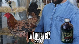 La Famosa B12 5500 [upl. by Akinahc776]