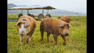 How we Raise Pastured Pork at Alderspring Ranch [upl. by Kauslick252]