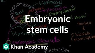 Embryonic stem cells  Cells  MCAT  Khan Academy [upl. by Putnem]