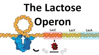 The Lac Operon [upl. by Naihtsirc]