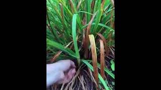 How to Weave a Basket with Day Lily and Iris Foliage  Basket Weaving for Beginners [upl. by Balas]