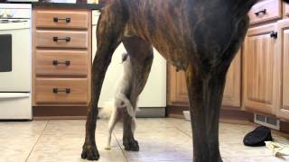 FUNNY VIDEO  LITTLE DOG HUMPING BIG DOG [upl. by Yoshiko563]