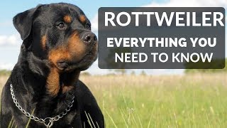 Rottweiler 101  Everything You Need To Know About Owning a Rottie Puppy [upl. by Halladba80]