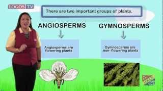 Angiosperms and gymnosperms  Logos Academy [upl. by Adrienne]