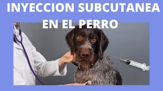 💚 COMO PONER UNA INYECCION SUBCUTANEA EN EL PERRO 💚 💚 [upl. by Grodin]