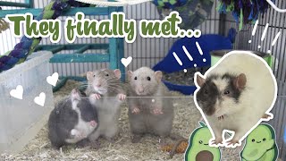 Meet my New Rats  Their first week home [upl. by Petronella]