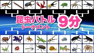 【こんちゅうアニメ】昆虫バトルトーナメントまとめ9分！その③カブトムシvsクワガタ、ノコギリクワガタ、カマキリ、スズメバチ、〈昆虫・虫〉【insect beetle stag animation】 [upl. by Harve]