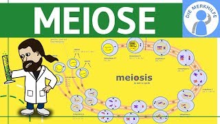 Meiose einfach erklärt  Zellteilung 2  Zellzyklus Ablauf Phasen amp Zusammenfassung [upl. by Kenward699]