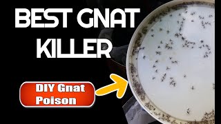 Best Gnat Killer How to get rid of gnats amp fruit flies [upl. by Eladal]