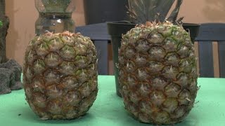 Ananas vermehren ganz einfach und ich zeige euch wie es geht Viel Spaß [upl. by Eelime186]