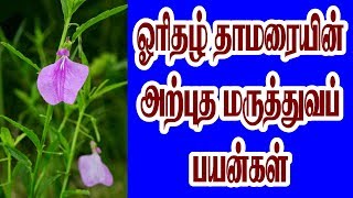 MEDICINAL BENEFITS OF ORITHAL THAMARAI  ஓரிதழ் தாமரையின் அற்புத மருத்துவப் பயன்கள் [upl. by Arata]