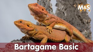 Bartagame Basic  Pogona vitticeps  Reptil TV [upl. by Celestyn]