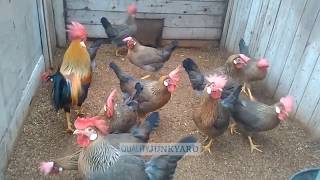 Brown Leghorn Chickens  Best Chicken Breeds For Eggs [upl. by Lunnete]