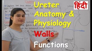 Ureters Anatomy amp Physiology in Hindi  Wall of Ureter  Functions of Ureter [upl. by Akaenahs]