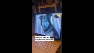 Adorable longdistance dog besties FaceTime [upl. by Hola]