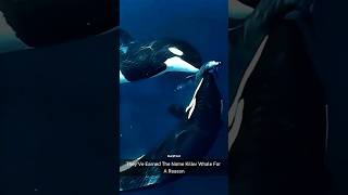 Meet Orca  True Apex Predator That Can Kill A Whale [upl. by Anyale]