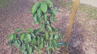 Aravaipa AVOCADO growing in Arizona update 1 [upl. by Misak]