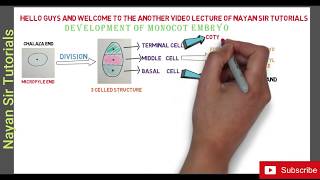 lecture 10 Development of Monocot Embryo  Animated way [upl. by Welby871]