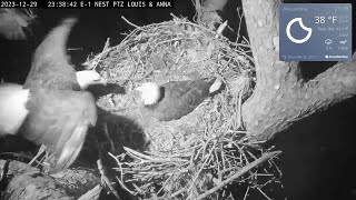 Annas difficult return to the nest bald eagle Kisatchie National Forest E1 Nest Cam  Canopy cam [upl. by Gusta996]